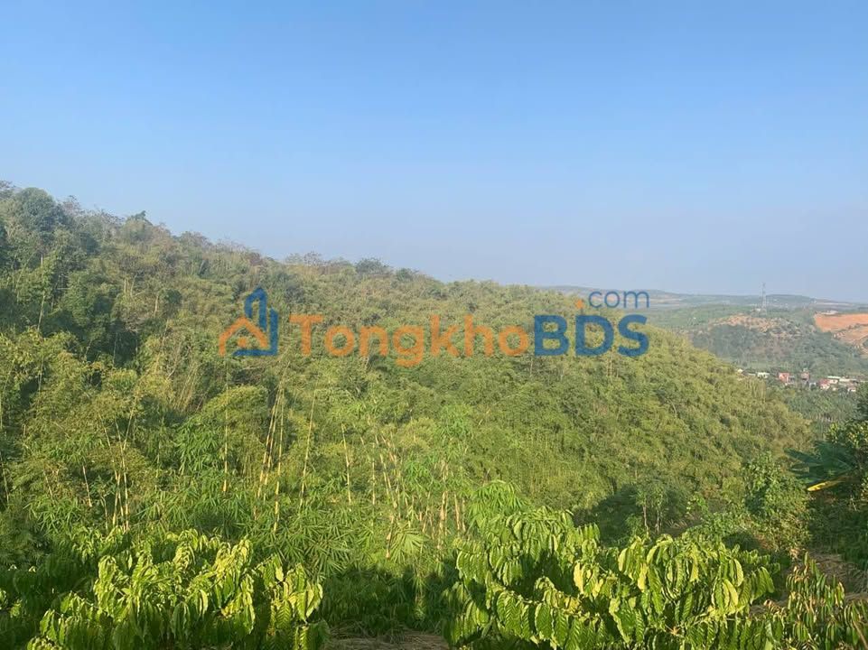 Đất Nam Đà Đắk Nông 2ha 1,1 tỷ - Đường to ô tô