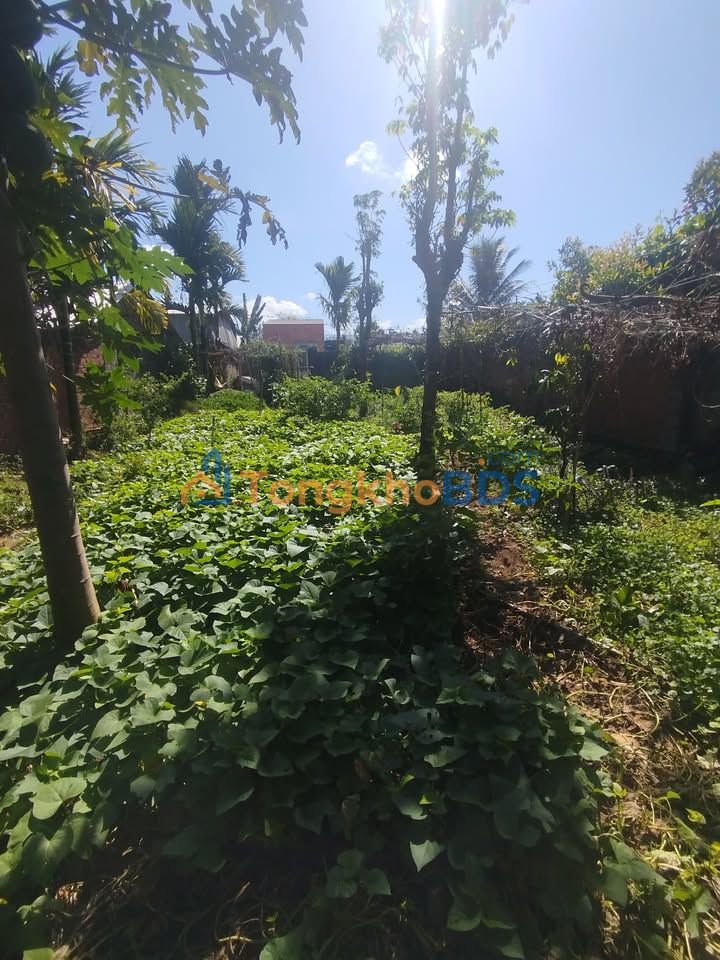 Đất nền Đắk Nuê Đắk Lắk 500m² giá thỏa thuận - Đường to ô tô