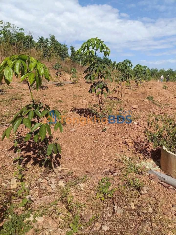 Đất vườn An Bình, Phú Giáo 2.5 sào 1.35 tỷ - Sổ hồng rõ ràng