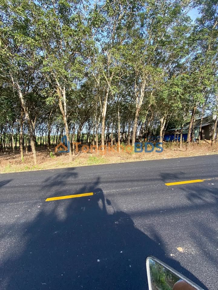 Đất nền Long Nguyên Bàu Bàng 9.000m² 16.2 tỷ - Sổ đỏ chính chủ