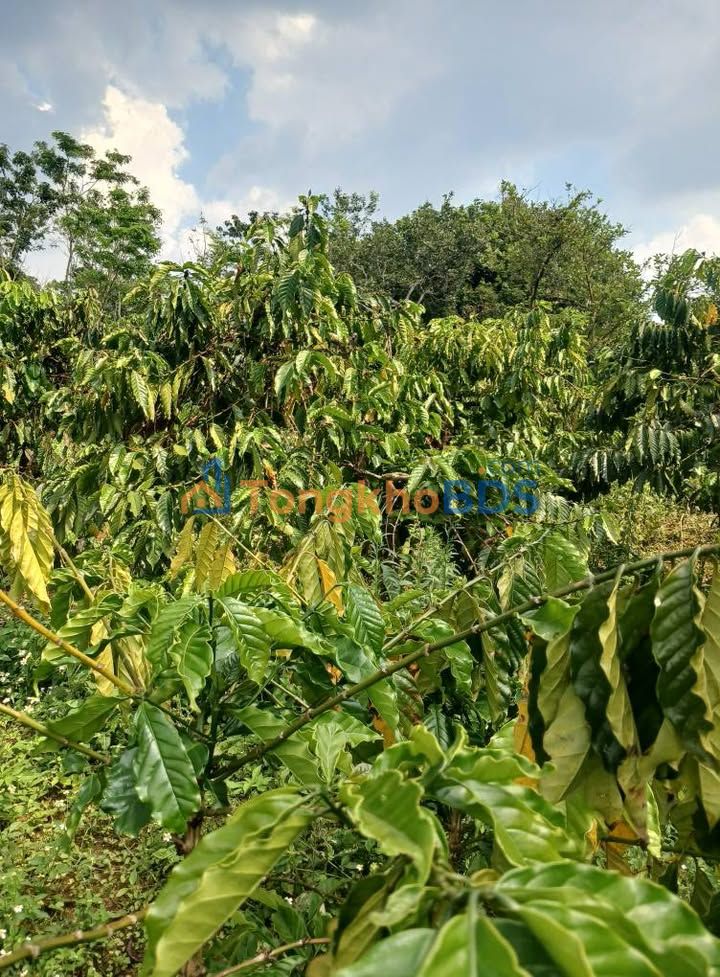 Đất vườn Xã Đắk Nia 2304m² mặt đường nhựa - Đầu tư dài hạn