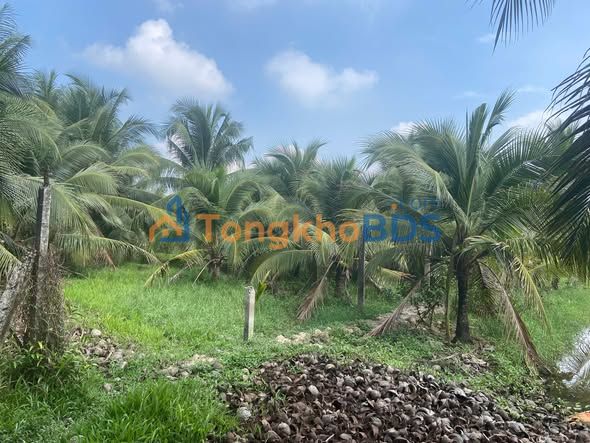 Đất vườn Long Hòa 3.200m² giá 1,6 tỷ - Sổ đỏ chính chủ