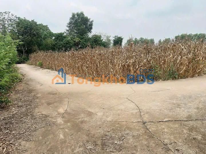 Đất nền Sông Thao 1.107m² 690 triệu - Đường ô tô