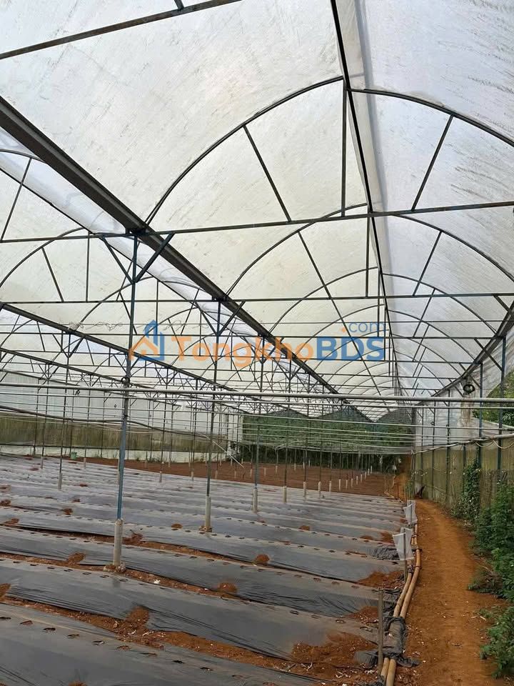 Farm Tan Chau Di Linh 720m2 100tr - So do chinh chu