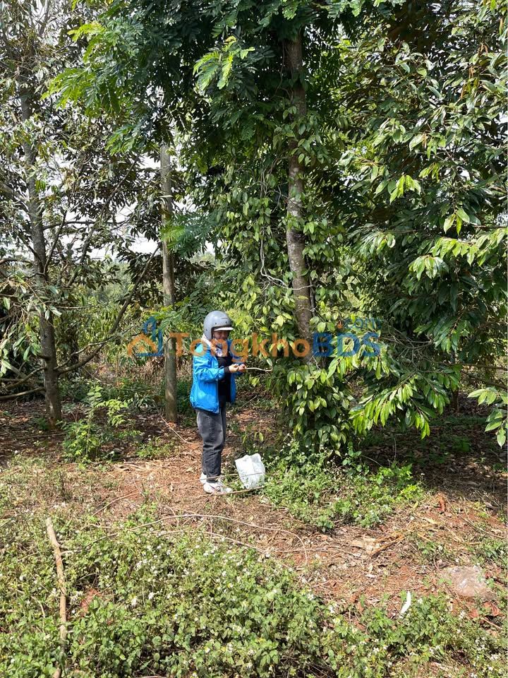 Đất nền Ea Ning Cư Kuin 380m2/19 tỷ - Tiềm năng tăng giá