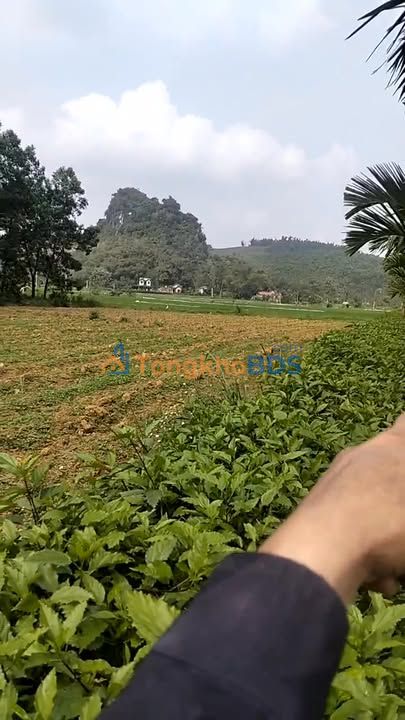 Đất nền Xã Phùng Minh Ngọc Lặc 175m² - Sổ đỏ chính chủ