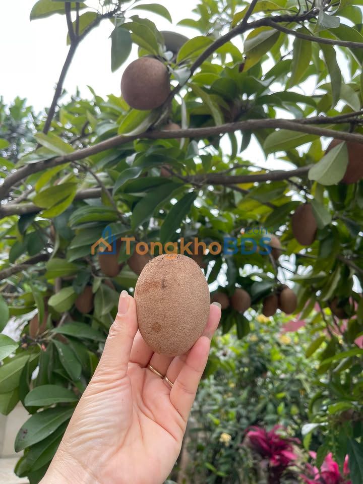 Đất nền Trường Thành An Lão 100m² 1 tỷ - Đường to ô tô