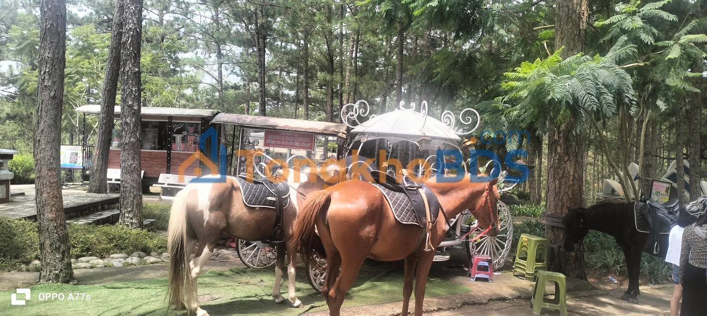 Nhà 3 Tầng Đặng Văn Ngữ Cẩm Lệ 75m² - Kinh Doanh Sầm Uất 12 Tỷ