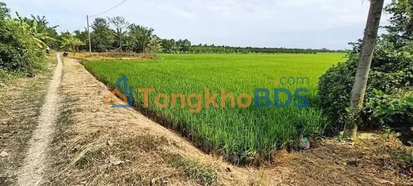 Đất ruộng Đốc Binh Kiều Tháp Mười 1,7ha 4.25 tỷ - Sổ đỏ chính chủ