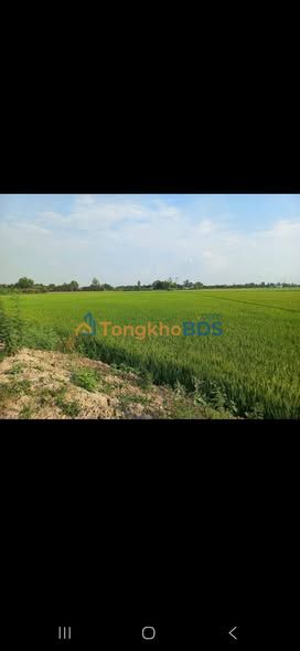 Đất nền Bình Tấn 10 công 1,75 tỷ - Tiềm năng tăng giá