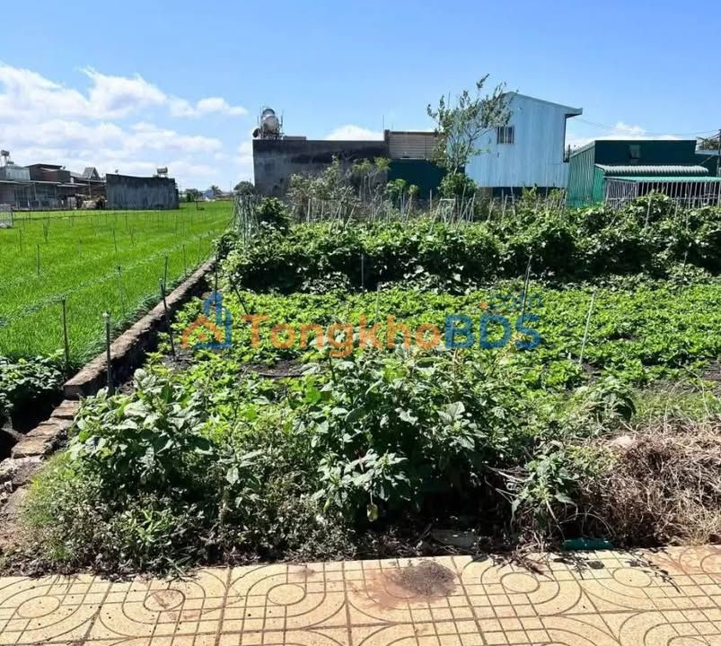 Dat nen Lien Nghia 132m2 2.85 ty - Duong to o to mat duong