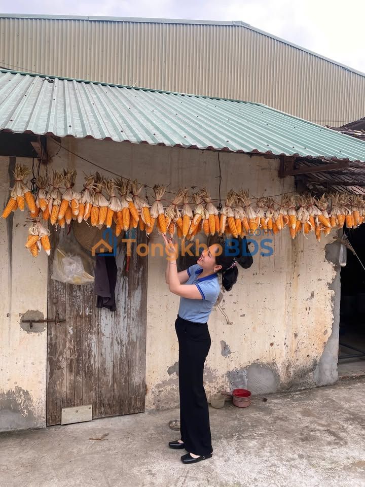 Đất nền Hạ Bằng Thạch Thất 300m² giá 1x.y - Sổ đỏ chính chủ