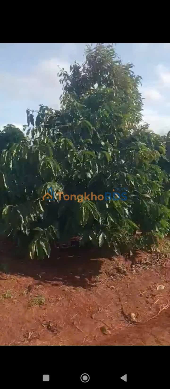 Đất rẫy Ea Sin 2ha 4.9 tỷ - Đường ô tô vào thẳng hạ tầng sẵn