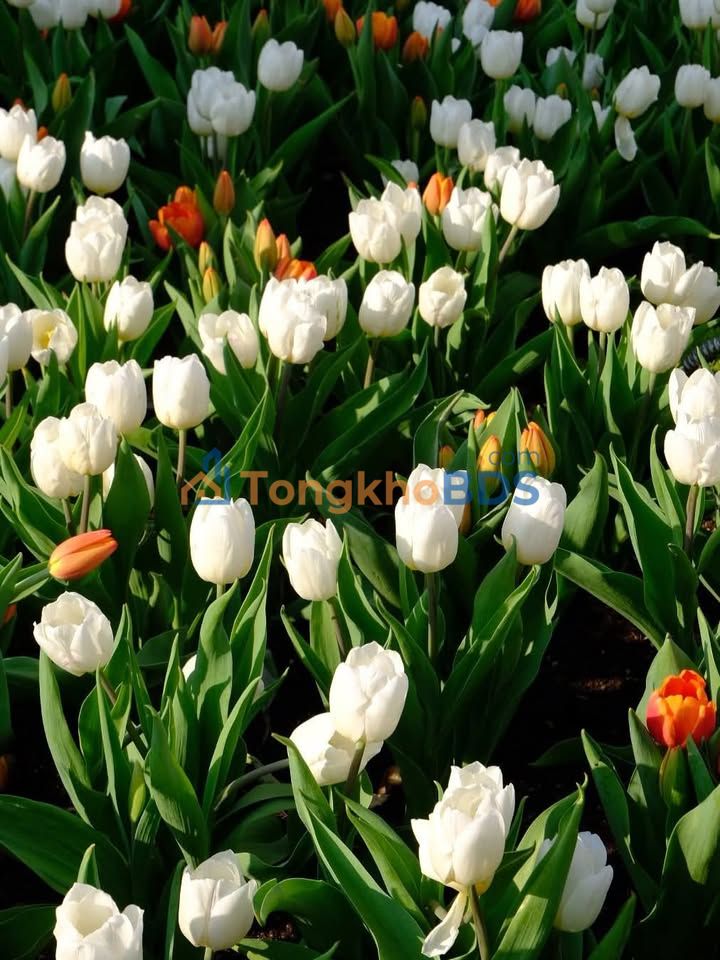 Townhouse Củ Chi 190m² 750 triệu - Mặt tiền kinh doanh