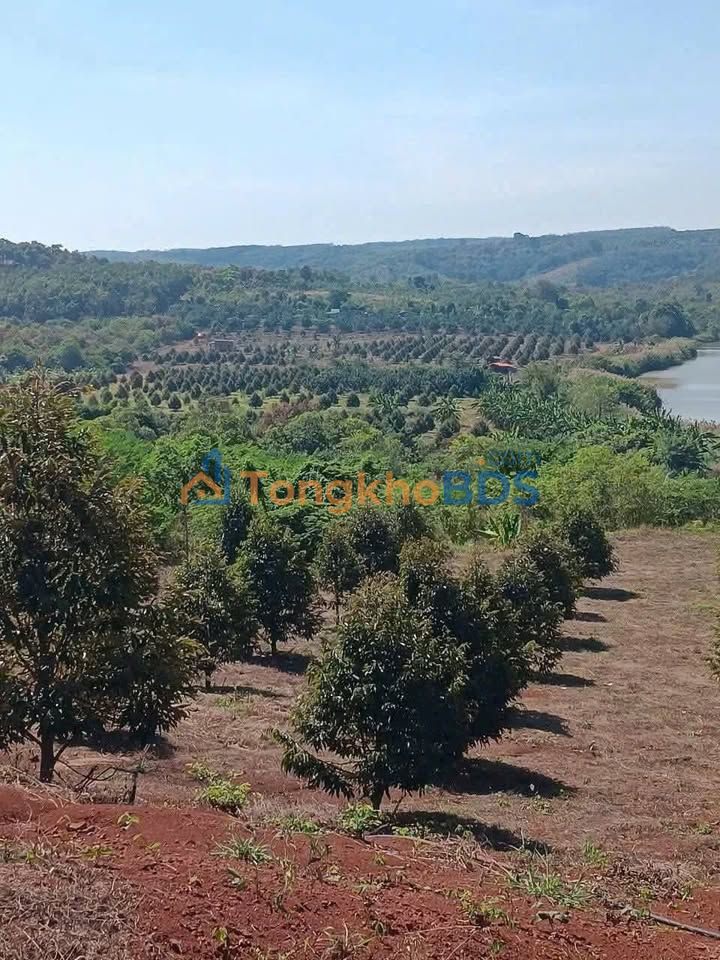 Trang trại Bù Gia Mập 160000m² giá 20.8 tỷ - Nghỉ dưỡng lý tưởng