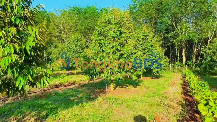 Đất vườn Hải Yang 10.000m² giá 3 tỷ - Sinh thái xanh