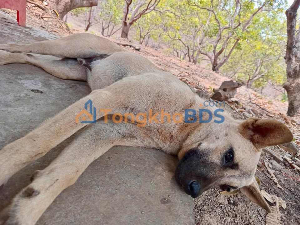 Đất trồng điều Ia Pia Chư Prông 2ha 2 tỷ - Sinh thái xanh