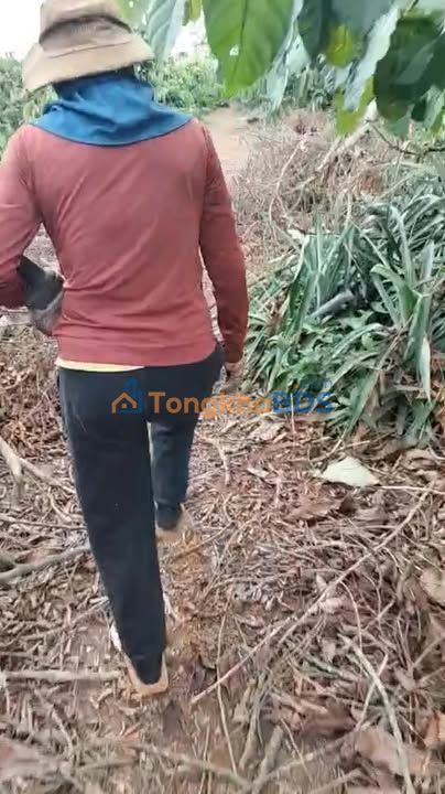 Đất Ia Grai 1.2ha 2.6 tỷ - Hạ tầng hoàn thiện