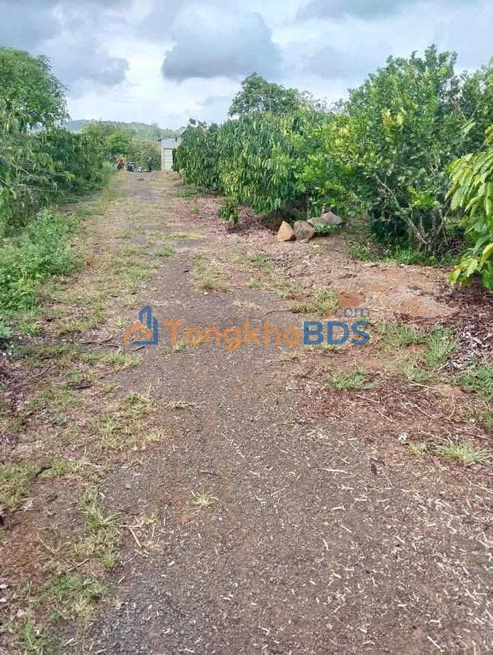 Đất nền Tân Lâm Di Linh 4ha 42,22 tỷ - Đường to ô tô