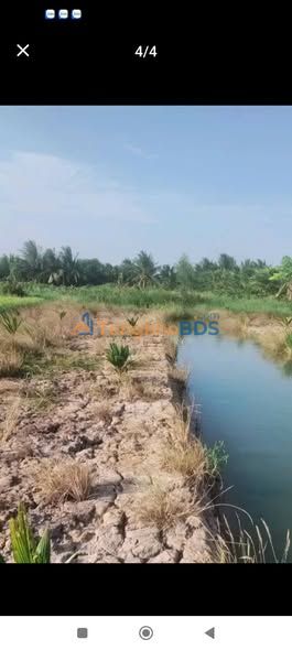 Đất nền Mỹ Hòa Ba Tri 10.000m² giá 1.5 tỷ - Sổ đỏ chính chủ