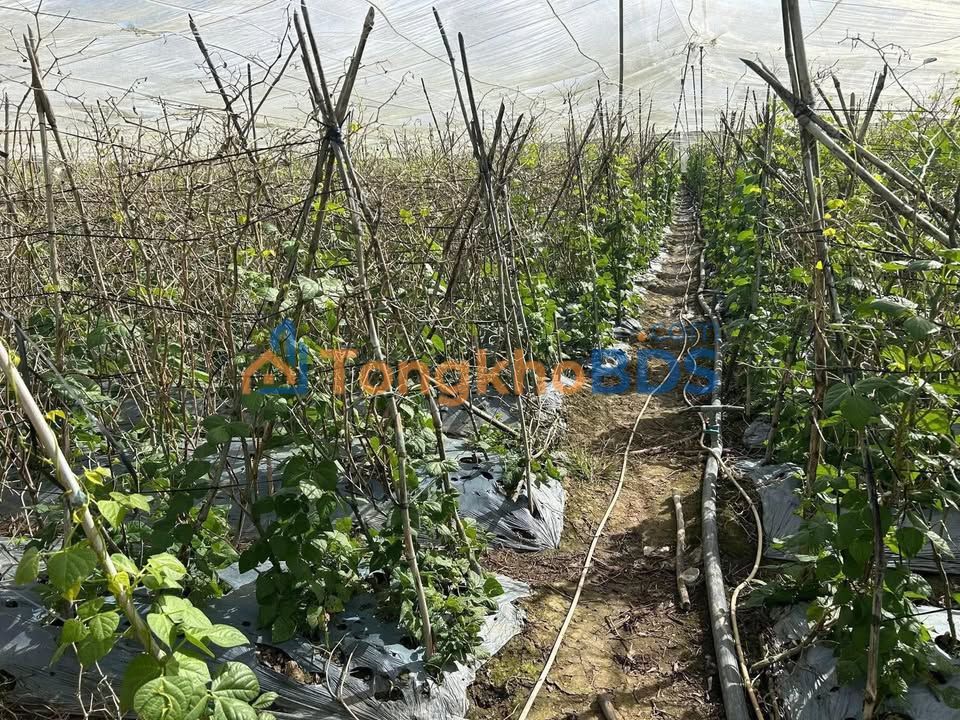 Đất Quảng Lập Lâm Đồng 1450m² 1,001 tỷ - Tiềm năng tăng giá