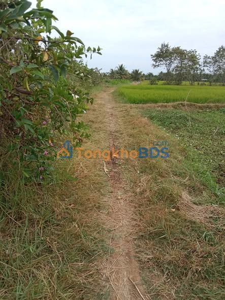 Đất ruộng Vĩnh Hòa Ba Tri 600m² 230 triệu - Đầu tư dài hạn