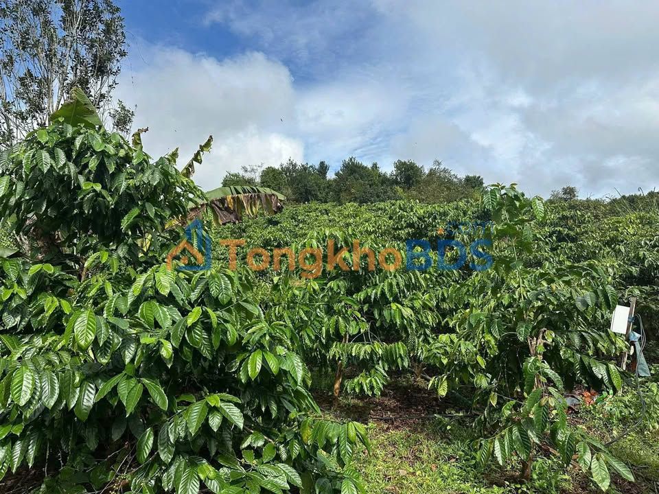 Farm Trường Xuân 1,8ha 4,1 tỷ - Nghỉ dưỡng lý tưởng