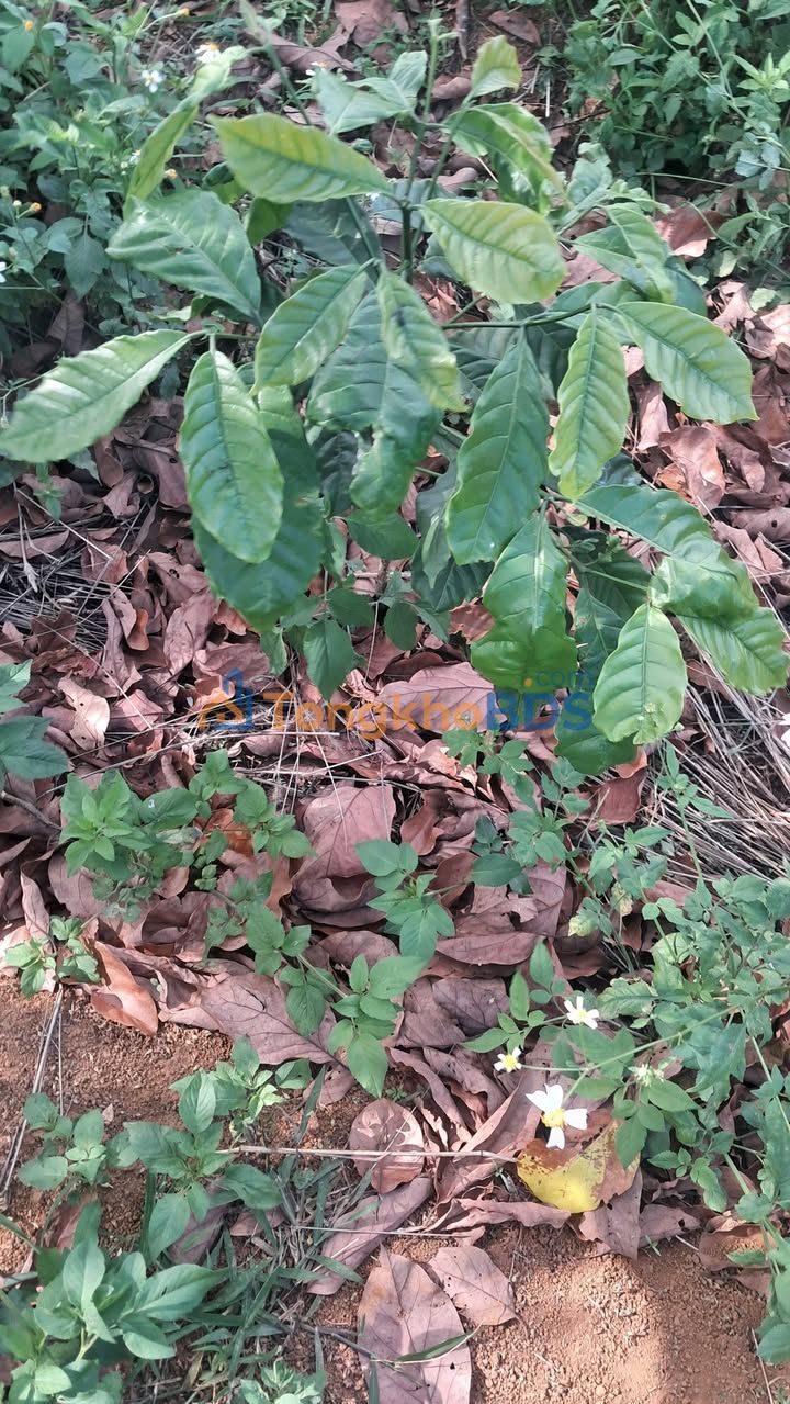 Đất nền Gia Nghĩa 1260m² 750 triệu - Đường ô tô vào