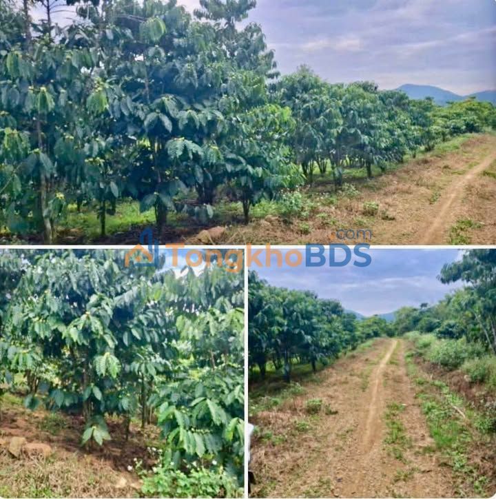 Bán Gấp Vườn 6000m² Mặt Tiền 60m Đường Xuân Diệu, Bảo Lộc - Giá 3.55 Tỷ