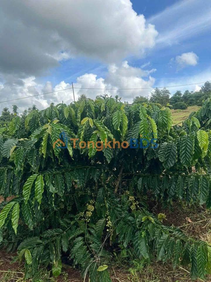 Đất vườn Trường Xuân Đắk Song 5 sào 1,6 tỷ - Nghỉ dưỡng lý tưởng