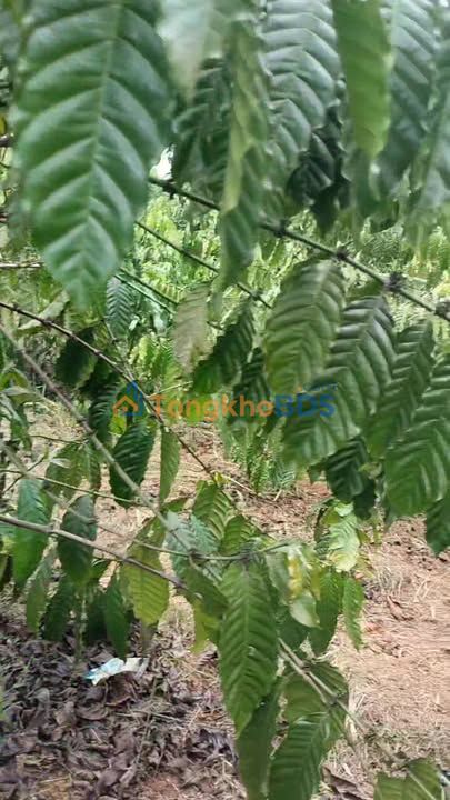 Đất rẫy Gia Nghĩa 2,8ha Thỏa thuận - Sổ hồng rõ ràng