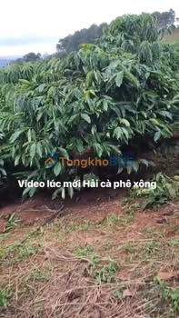 Đất vườn Đắk R'Tíh Tuy Đức 1,6ha 2,85 tỷ - Sinh thái xanh