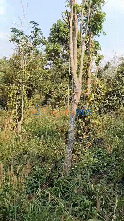 Đất nông nghiệp Quảng Tâm, Tuy Đức 2880m² 580 triệu - Xây dựng tự do