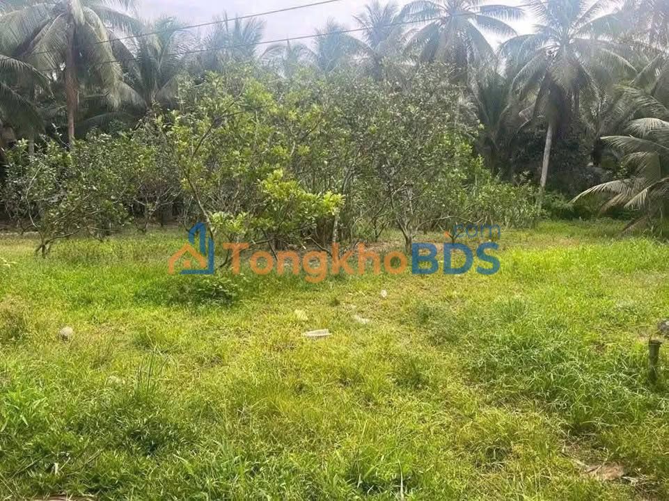 Đất nền Thới Lai Bình Đại 189m² 335 triệu - Sổ đỏ