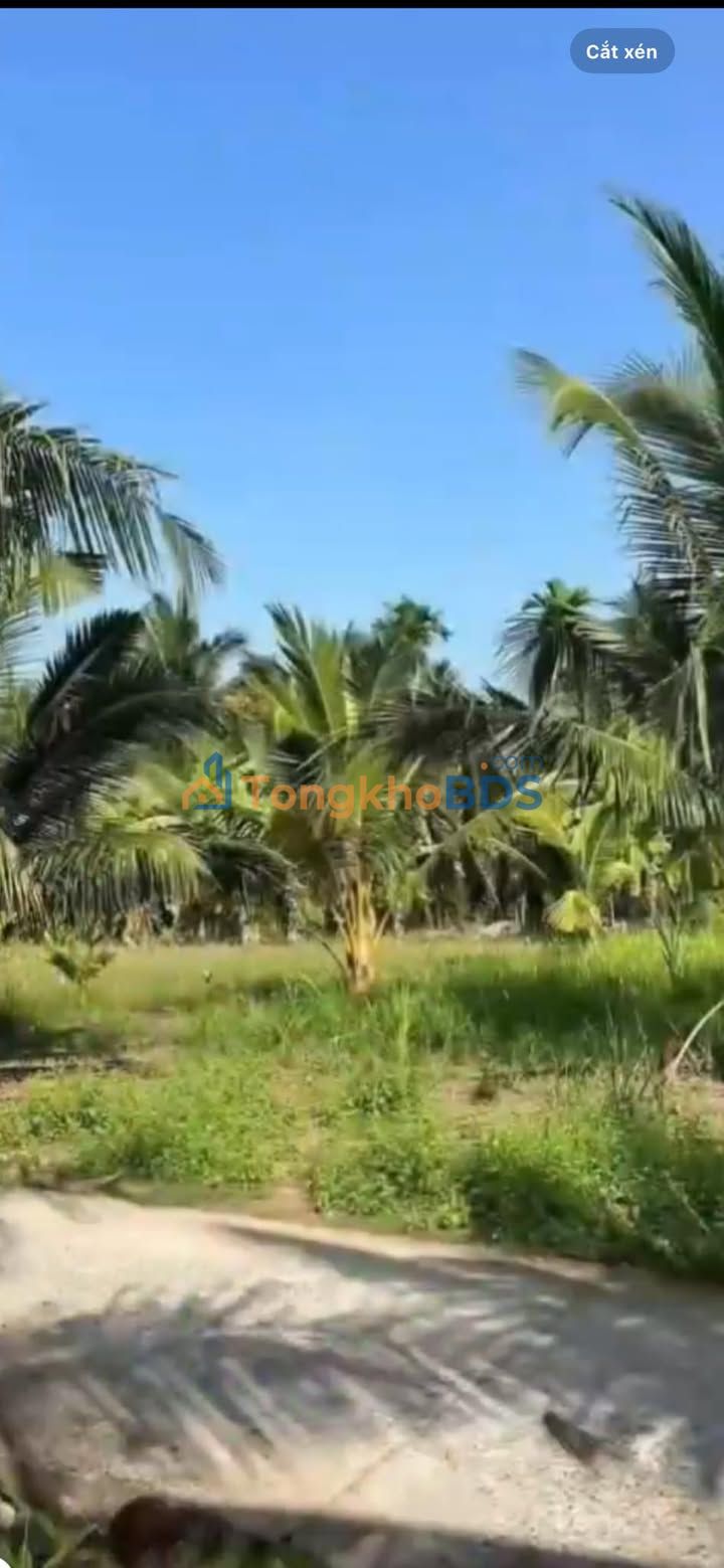 Đất nền Tân Thanh Giồng Trôm 986m² 470 triệu - Đường to ô tô