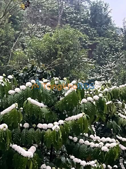 Đất vườn Đam Rông QL27 2ha 2.279 tỷ - Sổ đỏ chính chủ