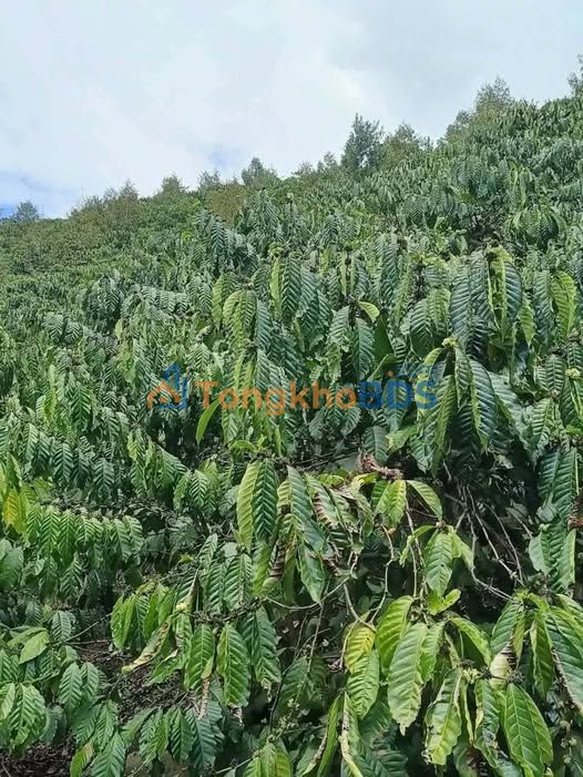 Đất vườn Tân Văn Lâm Hà 3.456m² 2.2 tỷ - Sinh thái xanh