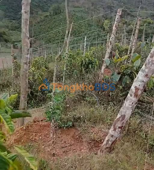 Trang trại Ma Am Đà Loan 3.240m² 1.1 tỷ - Sổ đỏ chính chủ