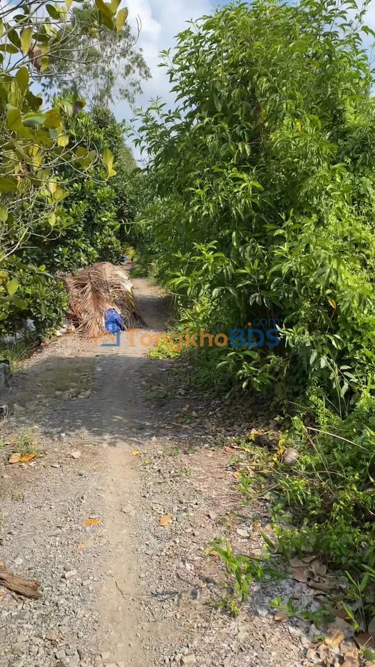 Đất vườn Bình Đức, Bến Lức 980m² 750 triệu - Đầu tư dài hạn