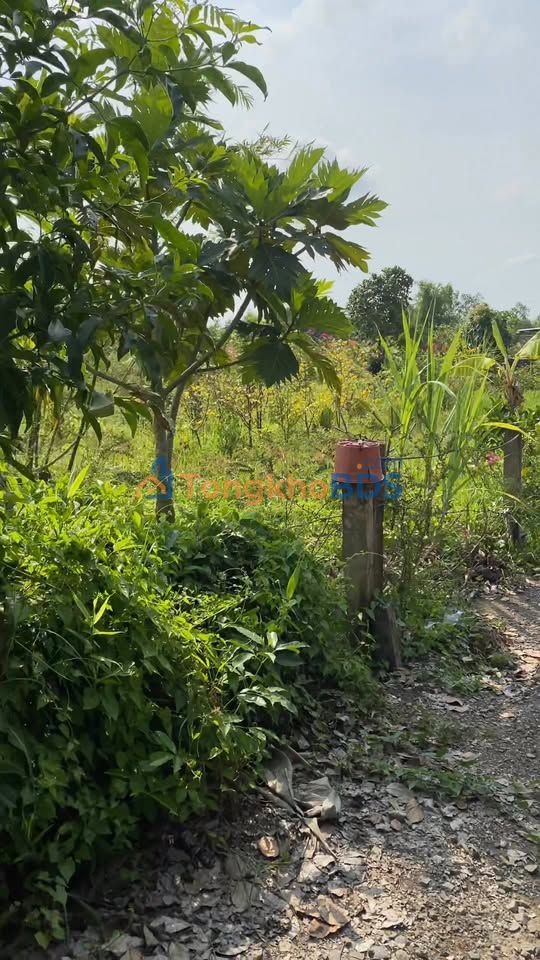 Đất vườn Bình Đức 14x70m 720 triệu - Sổ đỏ chính chủ