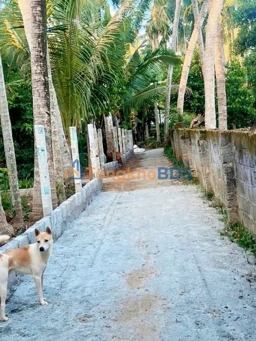 Đất Tam Quan Nam 160m² giá 300 triệu - Sổ đỏ chính chủ