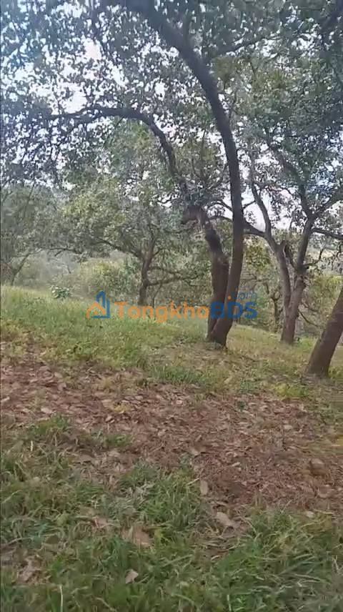 Đất vườn Đồng Tâm 11ha 13.2 tỷ - Sổ hồng rõ ràng