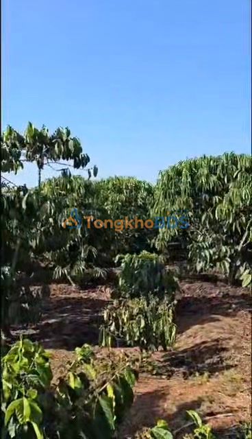 Farm Đạ Đờn Lâm Hà 1440m² 2 tỷ - Sinh thái xanh đầu tư