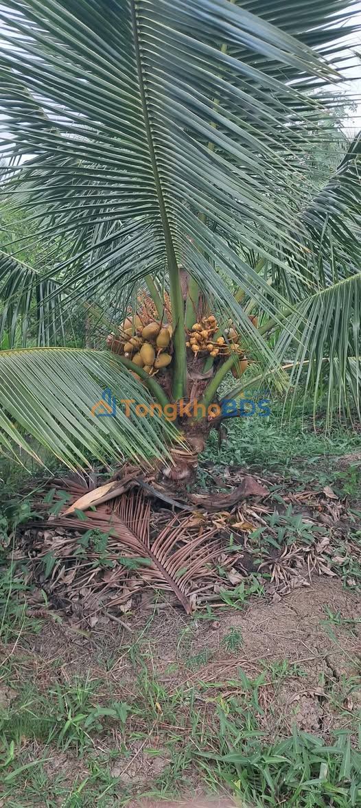 Đất nền Đăng Hưng Phước 3.000m² 1.95 tỷ - Tiềm năng tăng giá