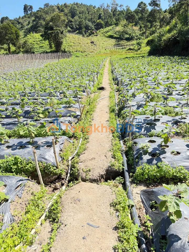 Đất nền Quảng Lập 1.800m² 1.75 tỷ - Sổ đỏ chính chủ