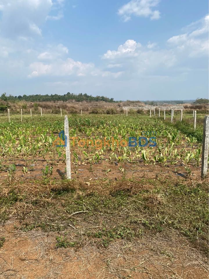 Đất nền Tân Thành Buôn Ma Thuột 512m2 230 triệu - Tiềm năng tăng giá