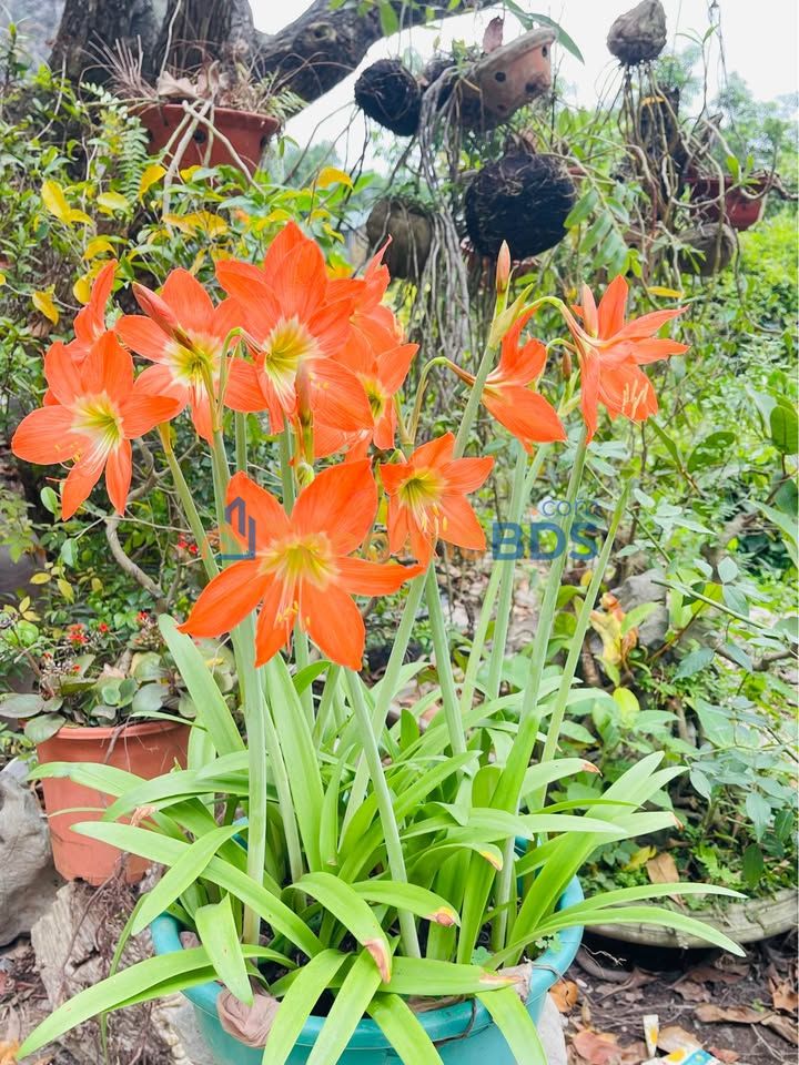 Đất nền Ninh Khánh 80m² 4 tỷ - Sổ đỏ chính chủ