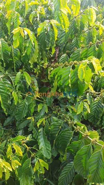 Farm Neo Đơ Lộc Thắng 2ha 4.7 tỷ - Đường to ô tô