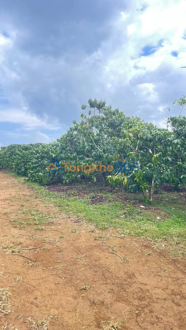 Đất nền Lộc Ngãi Di Linh 2880m² 4.3 tỷ - Giá đầu tư tốt