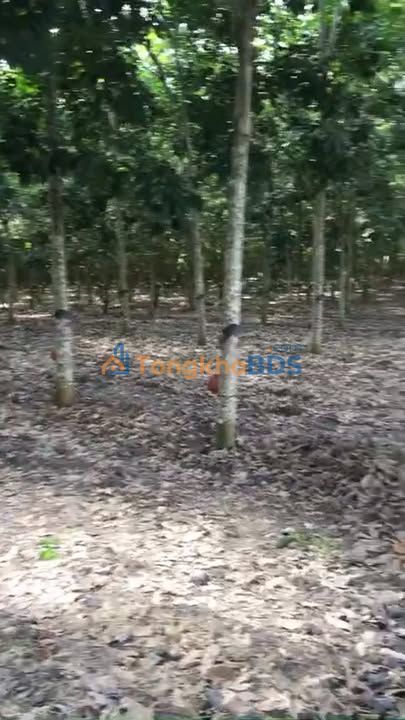 Đất nền Tân Hà Tân Châu 60.000m² 9.9 tỷ - Tiềm năng tăng giá